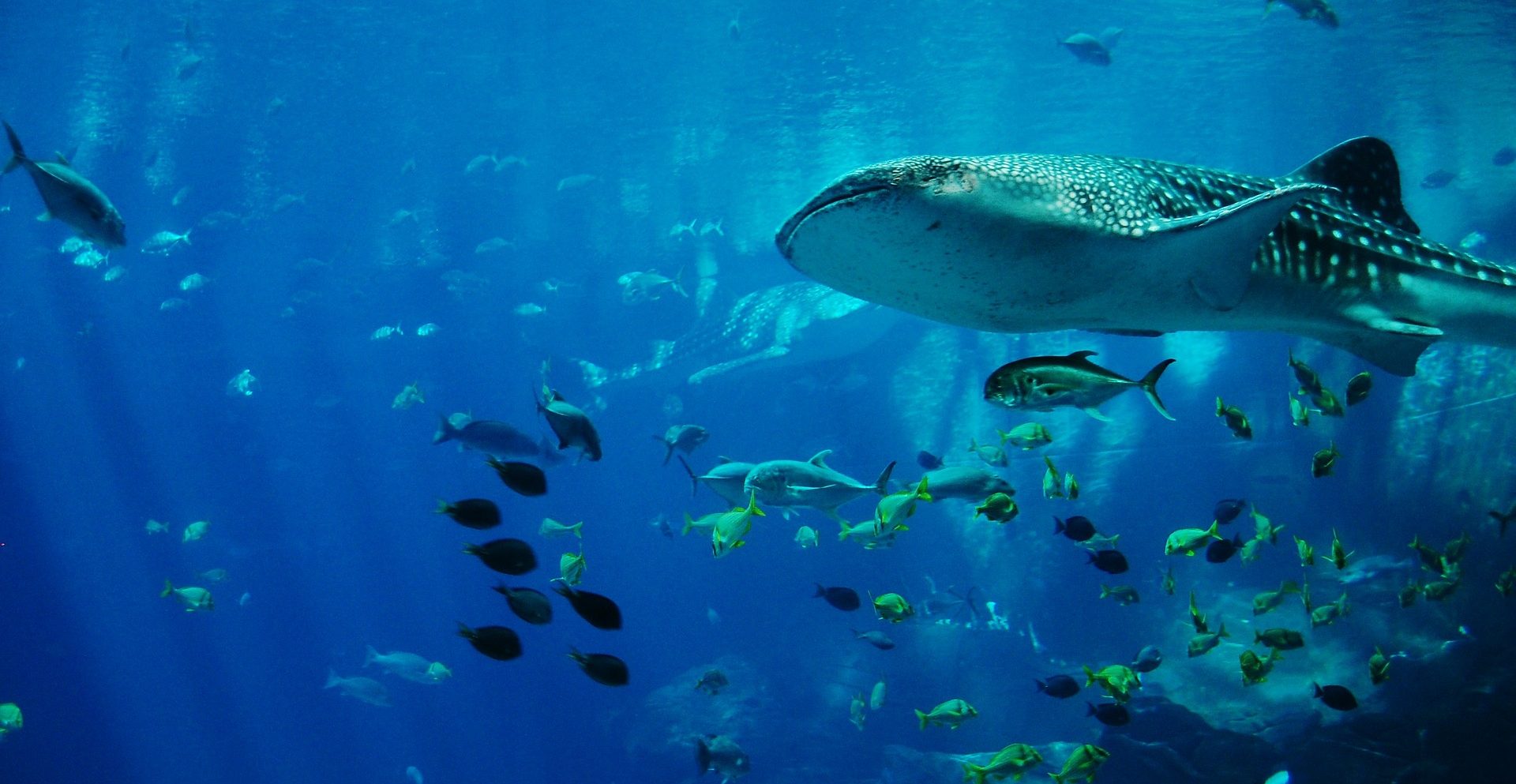 Aquarium of the Bay San Francisco